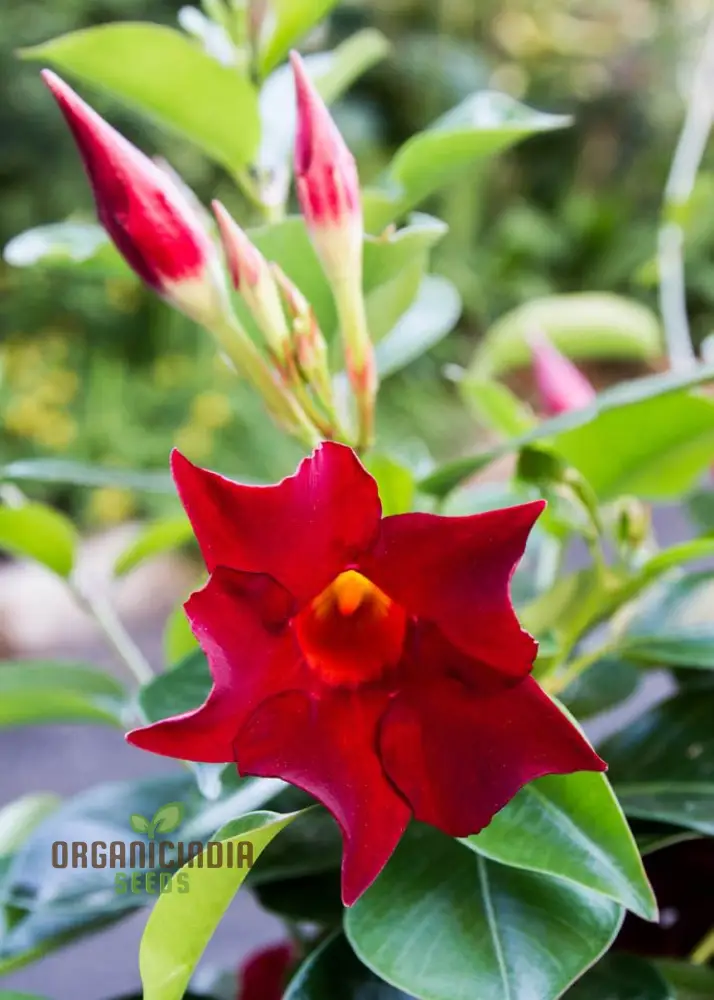 Red Mandevilla Vine Flower Seeds - Tropical Climber, Planting Instructions, Grow Vibrant Red Blooms