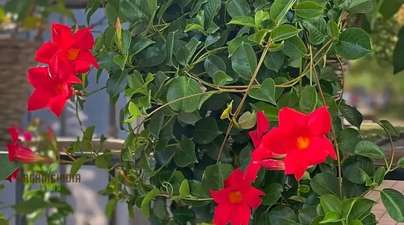 Red Mandevilla Vine Flower Seeds - Tropical Climber, Planting Instructions, Grow Vibrant Red Blooms