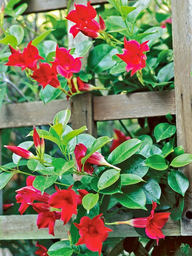 Red Mandevilla Vine Flower Seeds - Tropical Climber, Planting Instructions, Grow Vibrant Red Blooms