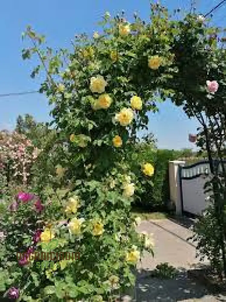 Yellow Climbing Rose Flower Seeds Pack - 20 High-Quality Seeds for Gardening Enthusiasts, Beautiful Climbing Roses for Your Garden or Patio