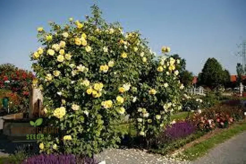 Yellow Climbing Rose Flower Seeds Pack - 20 High-Quality Seeds for Gardening Enthusiasts, Beautiful Climbing Roses for Your Garden or Patio