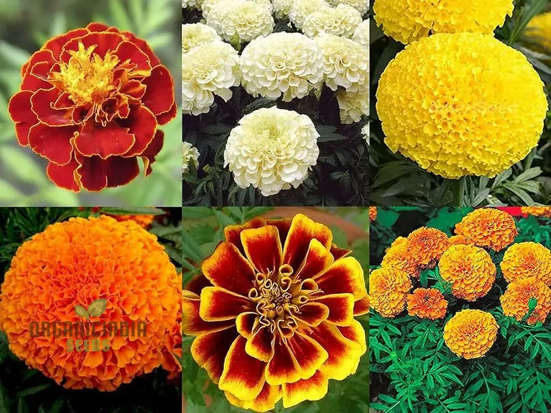 6 Variety Marigold (Gainda) Flower Seeds for Planting, Comprehensive Guide to Growing a Colorful Marigold Garden