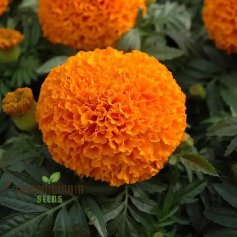 6 Variety Marigold (Gainda) Flower Seeds for Planting, Comprehensive Guide to Growing a Colorful Marigold Garden