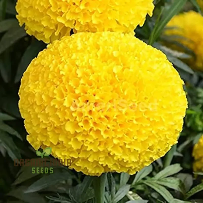 6 Variety Marigold (Gainda) Flower Seeds for Planting, Comprehensive Guide to Growing a Colorful Marigold Garden