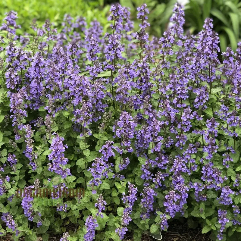Blue Nepeta Catmint Herb Gardening Plant Seeds Mix - Easy Planting Instructions, Premium Quality Seeds