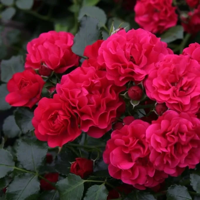 Bodendeckerrose 'Gärtnerfreude'® Himbeerrot