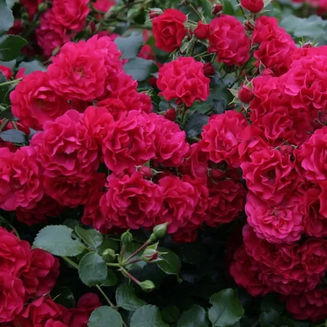 Bodendeckerrose 'Gärtnerfreude'® Himbeerrot