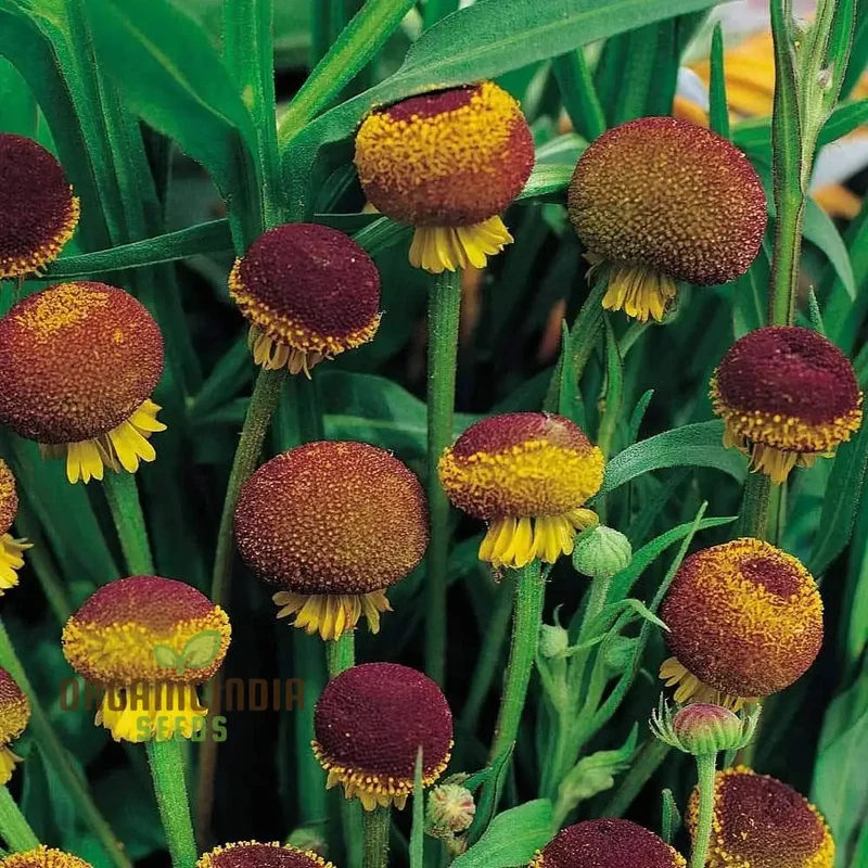Autumn Lollipop Helenium Flower Seeds for Planting 100 pcs