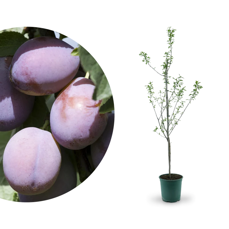 Bio-Zwetschgenbaum 'Presenta'