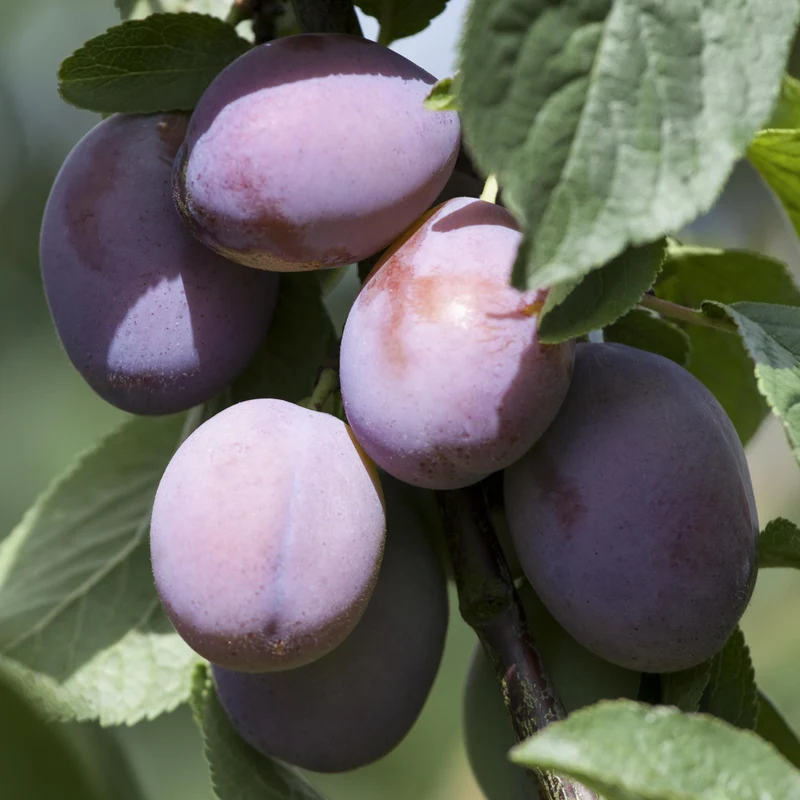 Bio-Zwetschgenbaum 'Presenta'