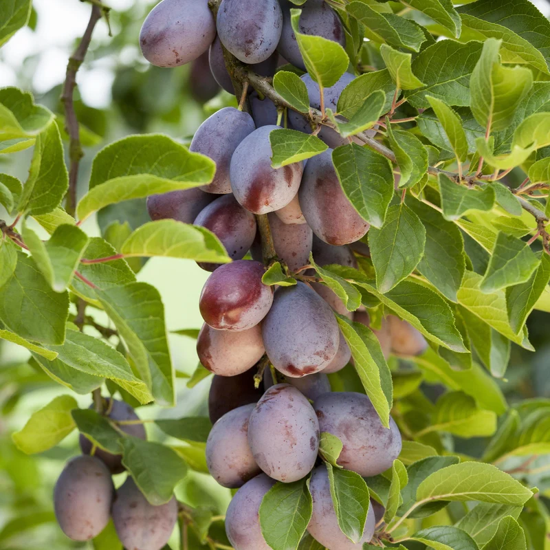 Bio-Zwetschgenbaum 'Presenta'
