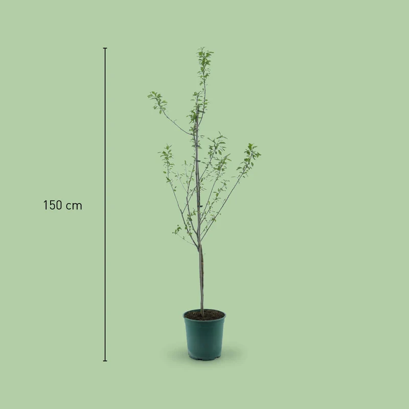 Bio-Zwetschgenbaum 'Presenta'
