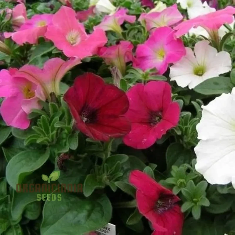 Semi Petunia Total Madness Fiore Mix Seeds (Petunia Hybrida) | 100 pcs"