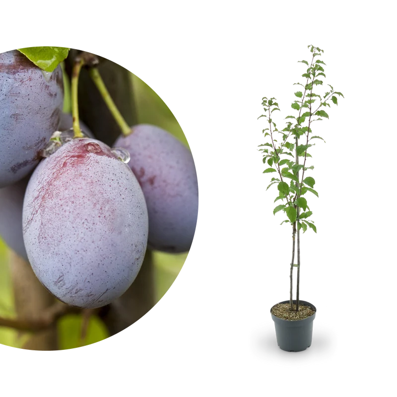 Bio-Zwetschgenbaum 'Hauszwetsche'