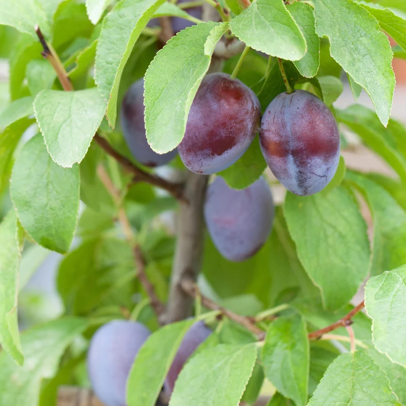 Bio-Zwetschgenbaum 'Hauszwetsche'