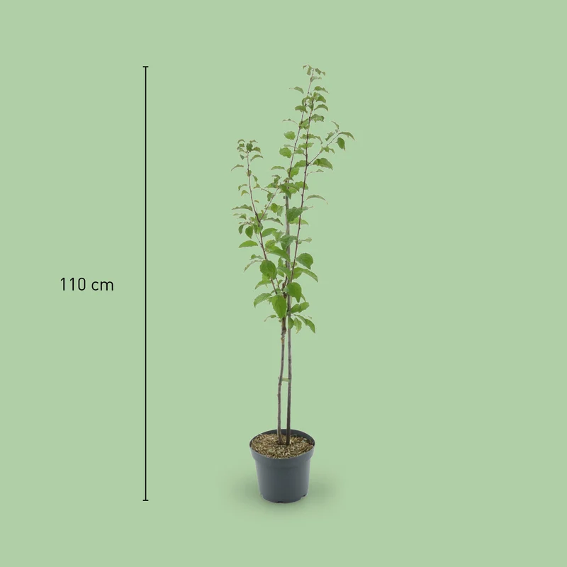 Bio-Zwetschgenbaum 'Hauszwetsche'