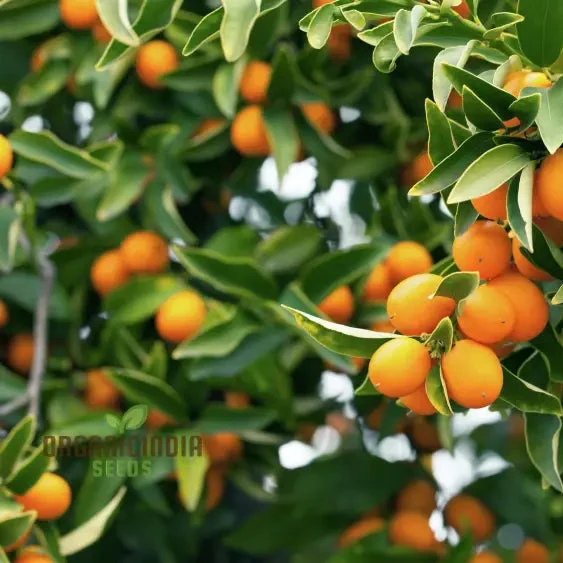 Sweet Kumquat Fruit Seeds Organic Seeds for Planting Orange