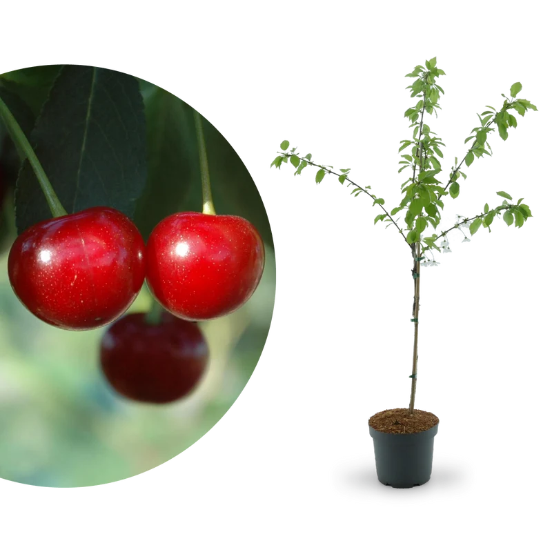 Bio-Sauerkirschbaum 'Morina'