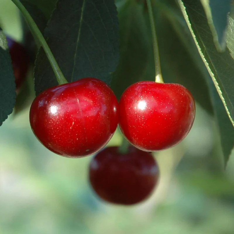 Bio-Sauerkirschbaum 'Morina'
