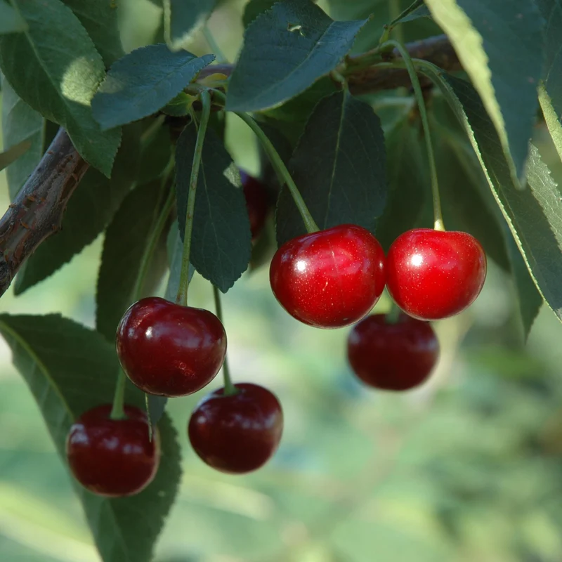 Bio-Sauerkirschbaum 'Morina'