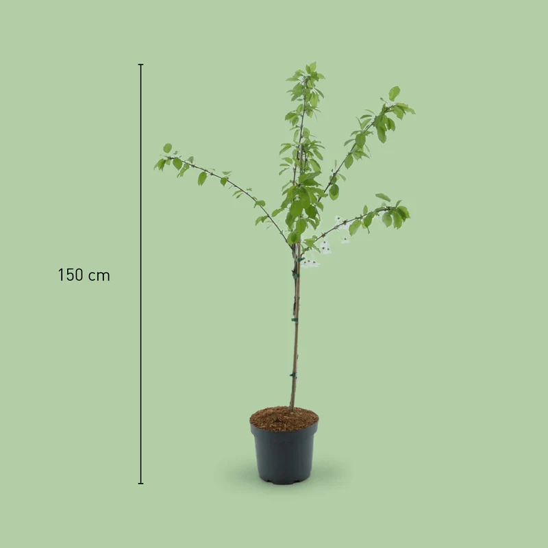 Bio-Sauerkirschbaum 'Morina'