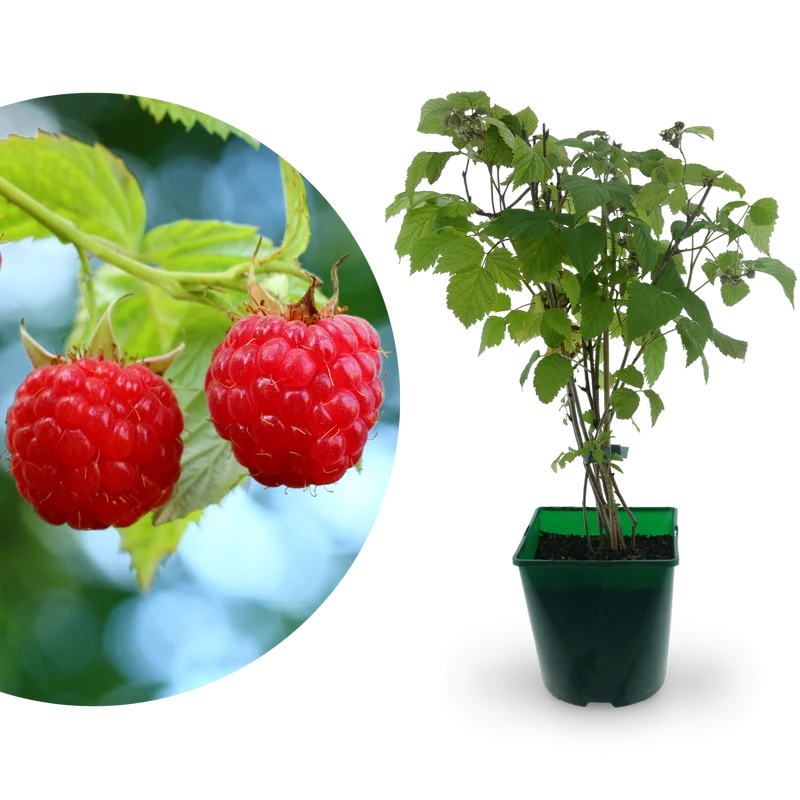Bio-Himbeere 'ZEFA 3 Herbsternte'