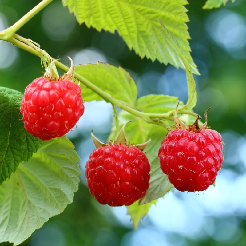 Bio-Himbeere 'ZEFA 3 Herbsternte'