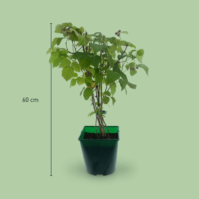Bio-Himbeere 'ZEFA 3 Herbsternte'