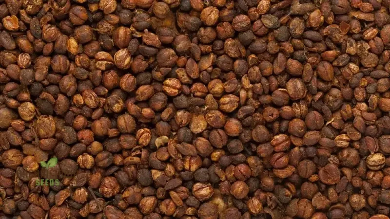 Celastrus Paniculatus Seeds for Planting