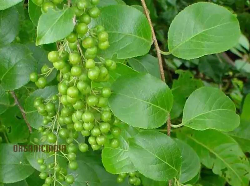 Celastrus Paniculatus Seeds for Planting