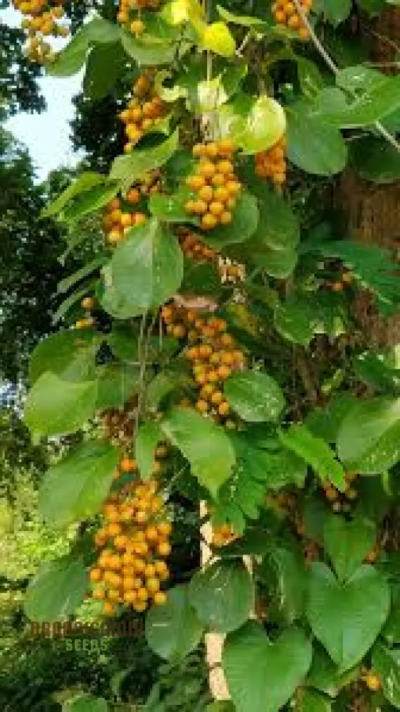 Celastrus Paniculatus Seeds for Planting