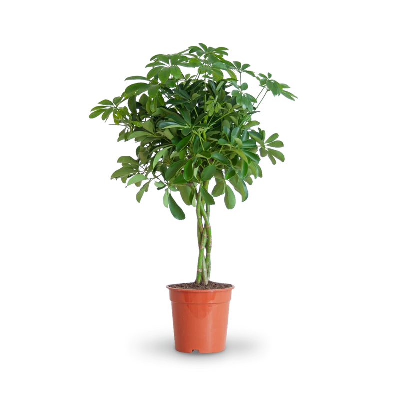 Strahlenaralie 'Nora'