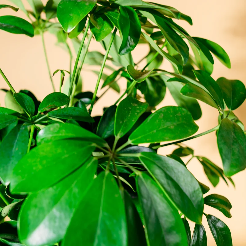 Strahlenaralie 'Nora'