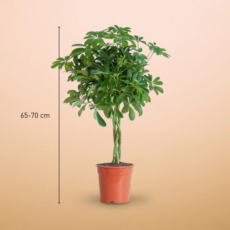 Strahlenaralie 'Nora'