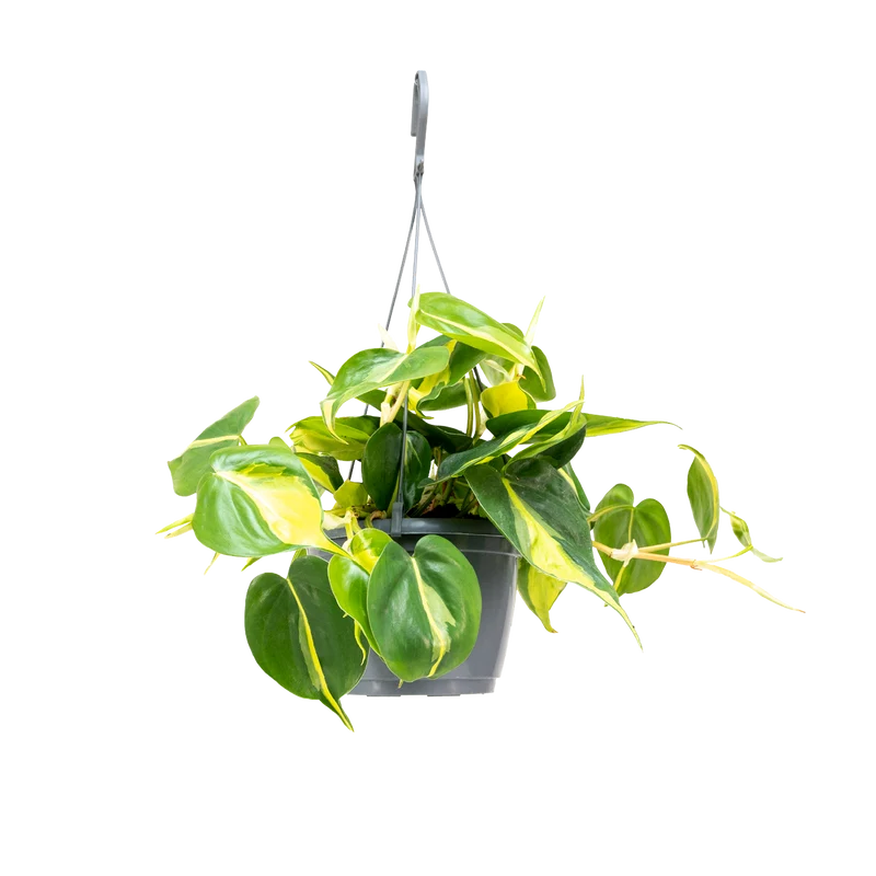 Philodendron scandens 'Brasil'
