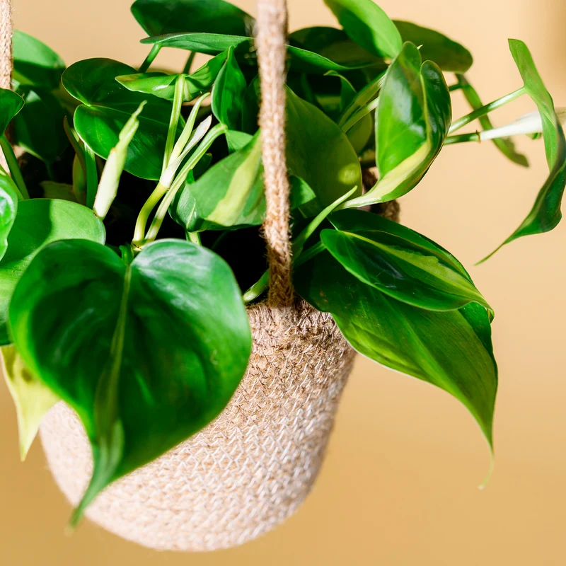 Philodendron scandens 'Brasil'