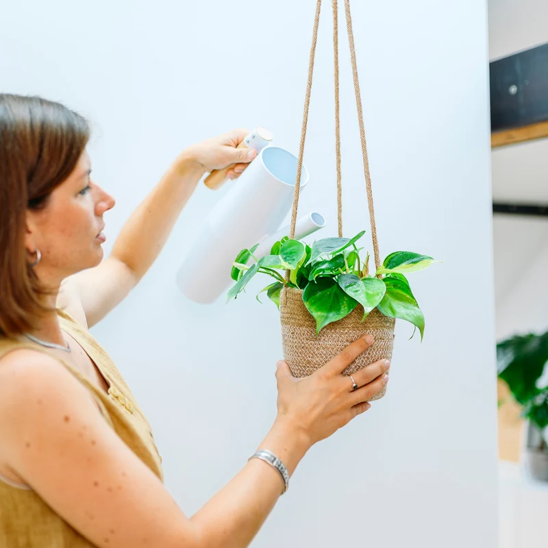 Philodendron scandens 'Brasil'