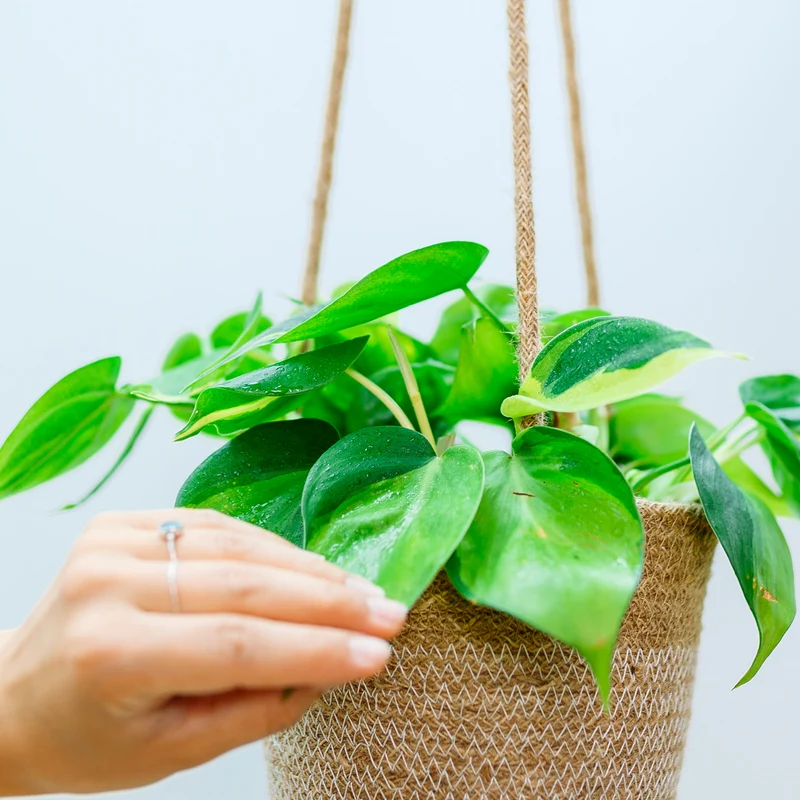 Philodendron scandens 'Brasil'