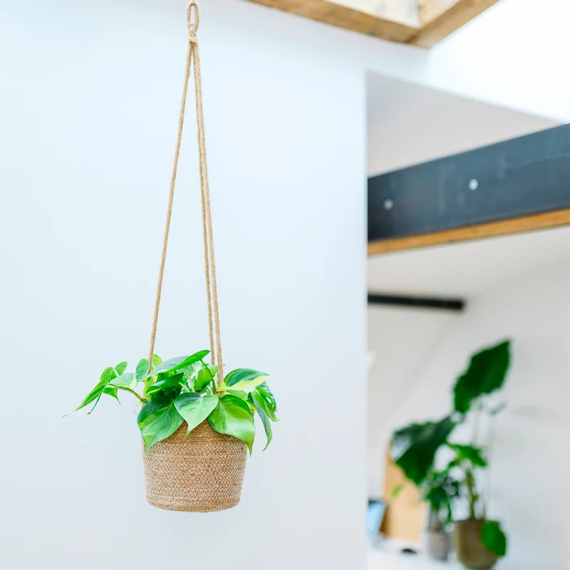 Philodendron scandens 'Brasil'