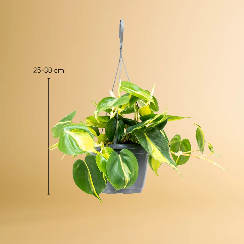 Philodendron scandens 'Brasil'