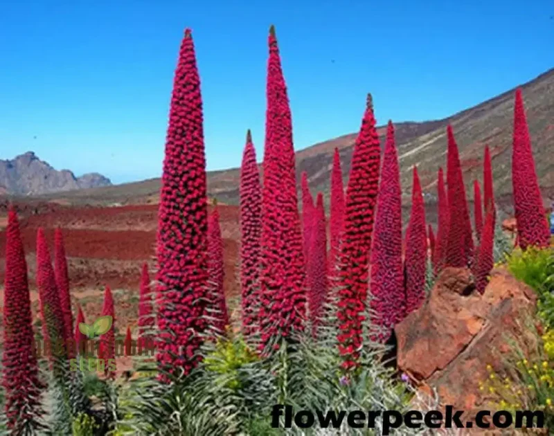 Echium Seeds (Charme Echium Vulgare Seeds) - Vibrant Blue Wildflower Blooms for Gardens