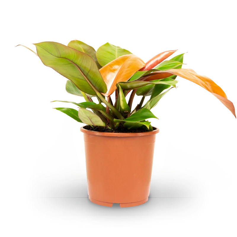 Philodendron 'Prince of Orange'