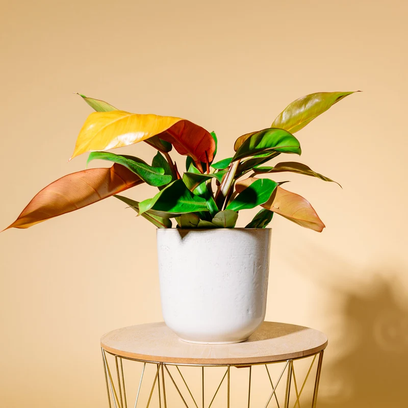 Philodendron 'Prince of Orange'