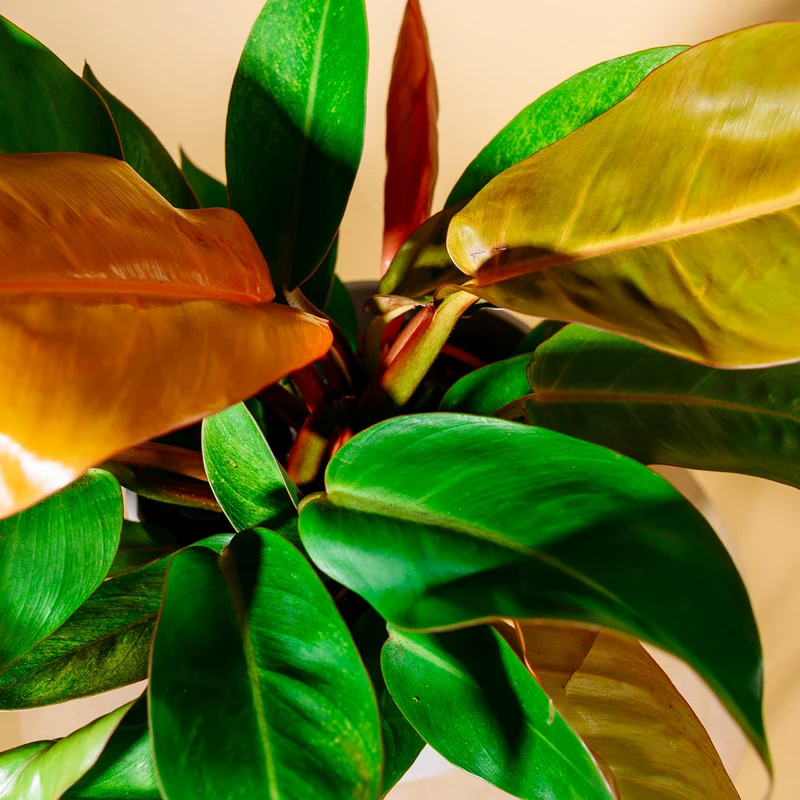 Philodendron 'Prince of Orange'