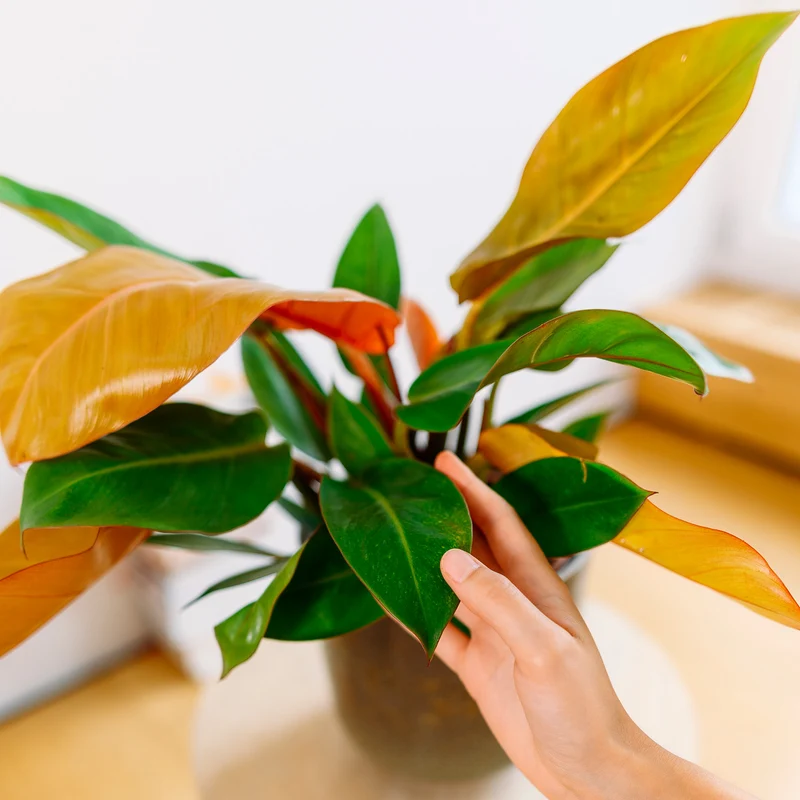 Philodendron 'Prince of Orange'