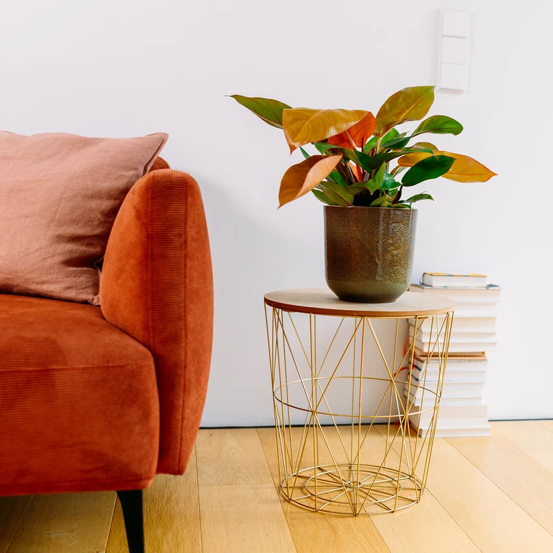 Philodendron 'Prince of Orange'