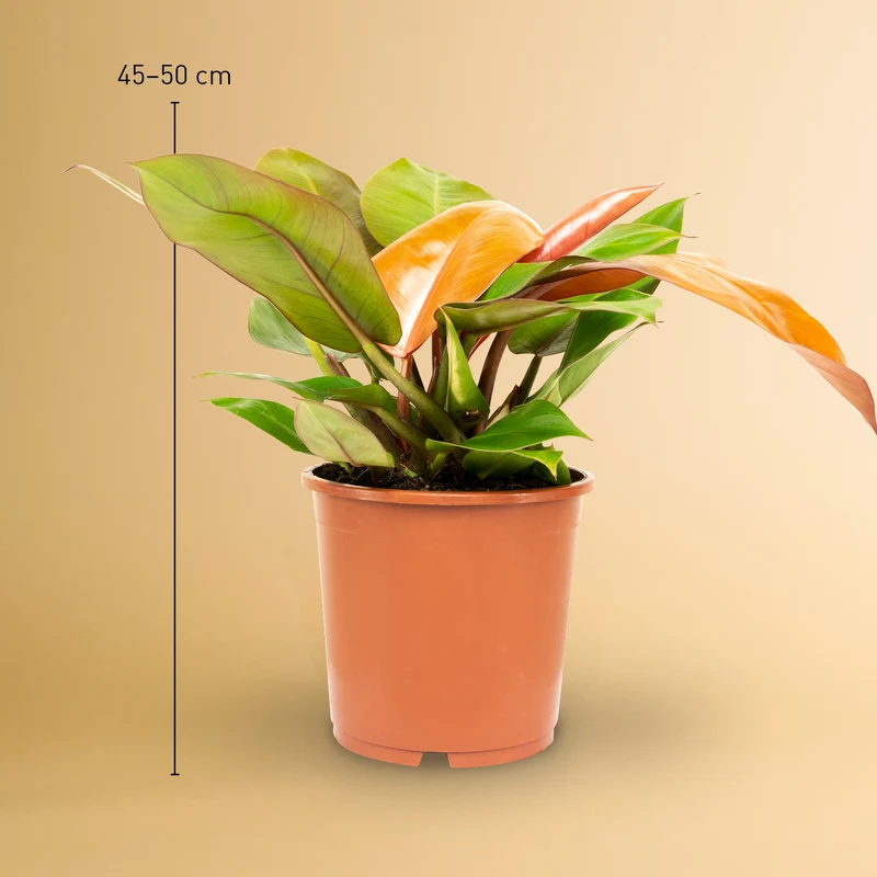 Philodendron 'Prince of Orange'