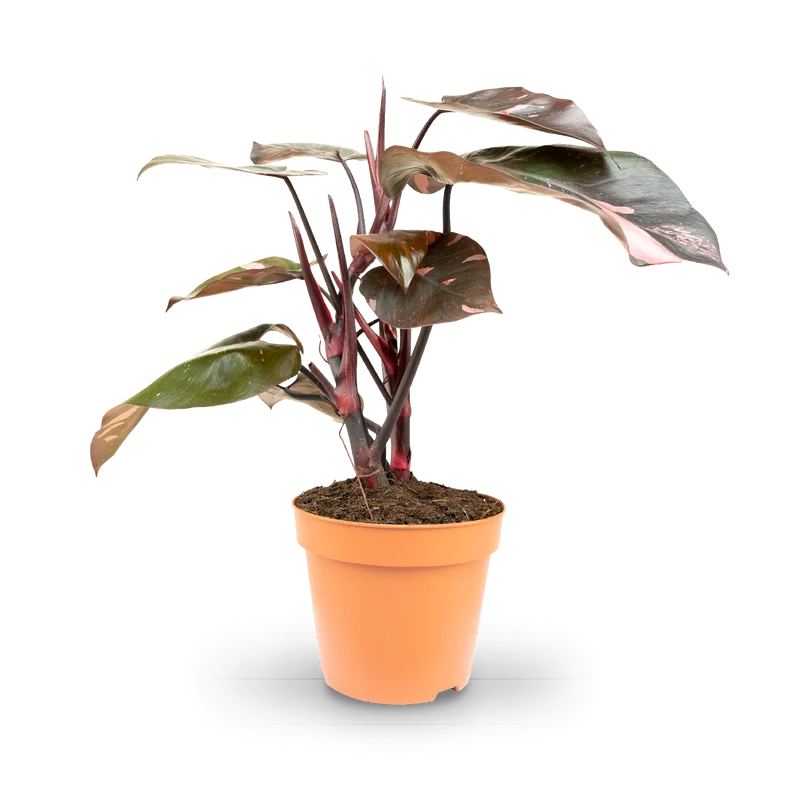 Philodendron 'Pink Princess'