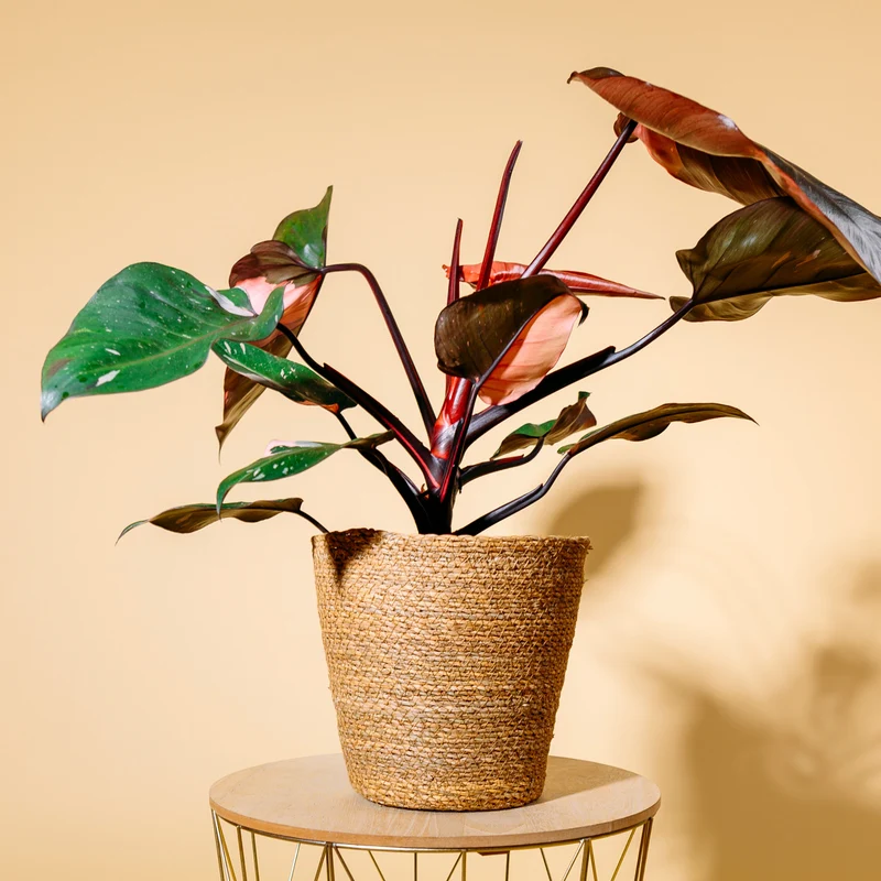 Philodendron 'Pink Princess'