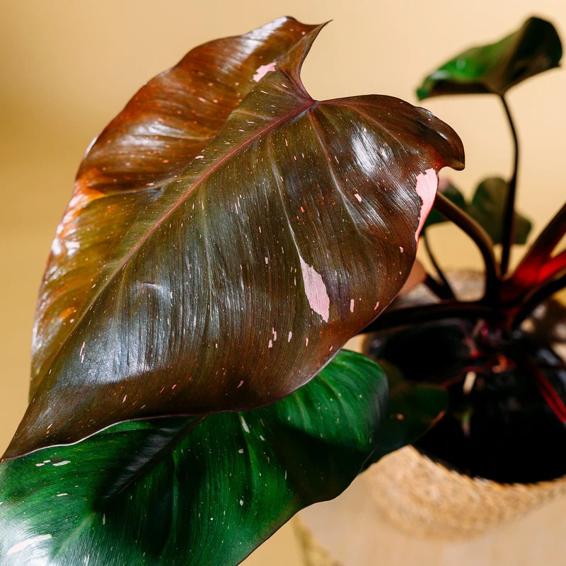 Philodendron 'Pink Princess'